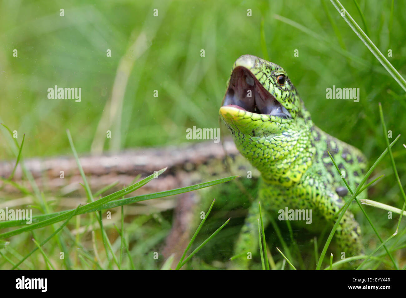 sand lizard (Lacerta agilis), male in threatening posture, Germany ...