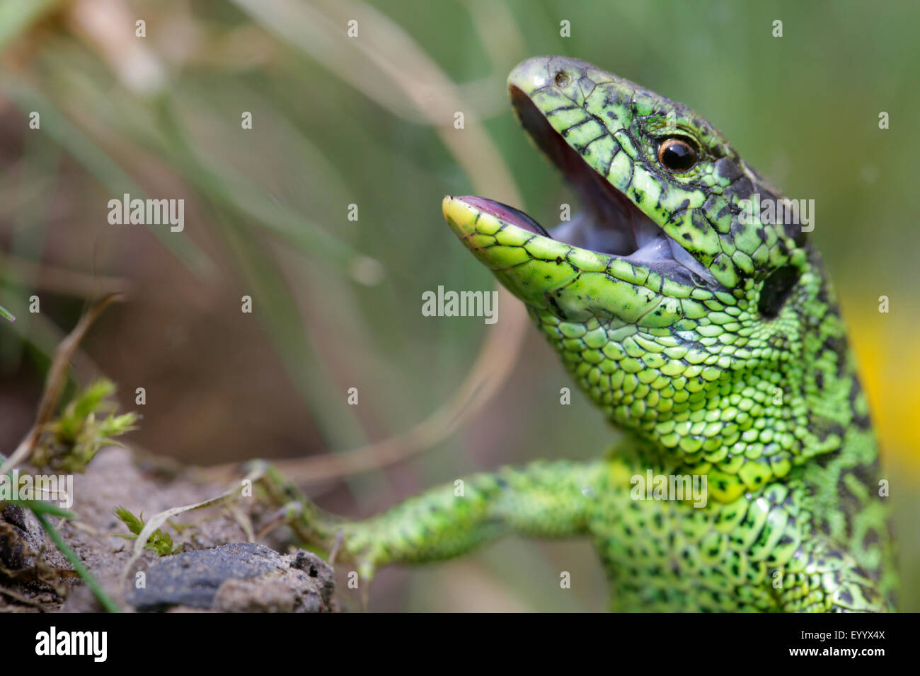 sand lizard (Lacerta agilis), portrait of a male in threatening posture ...