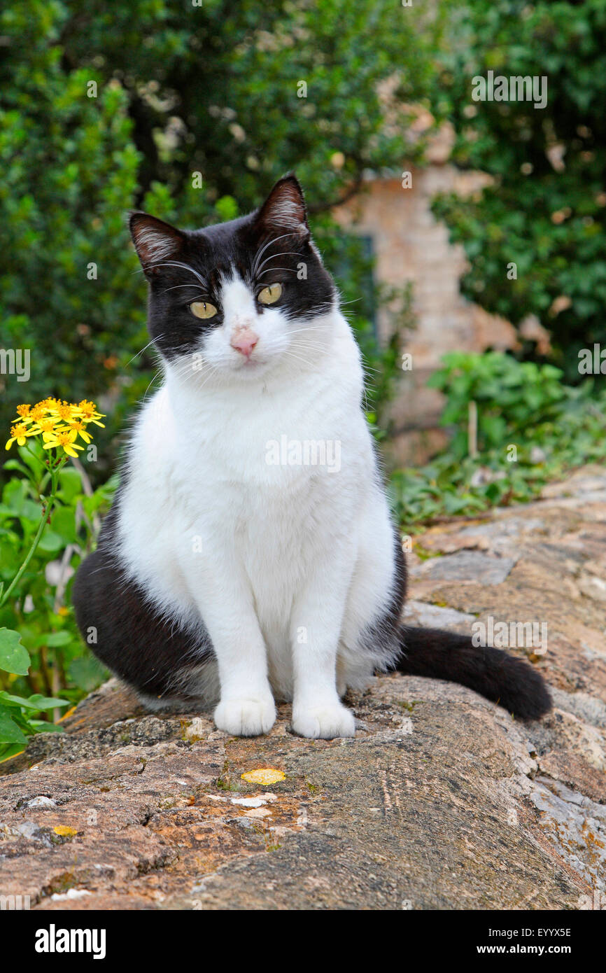 domestic cat, house cat (Felis silvestris f. catus), black and white spotted  cat sitting on a wall in the garden, Spain, Balearen, Majorca Stock Photo -  Alamy