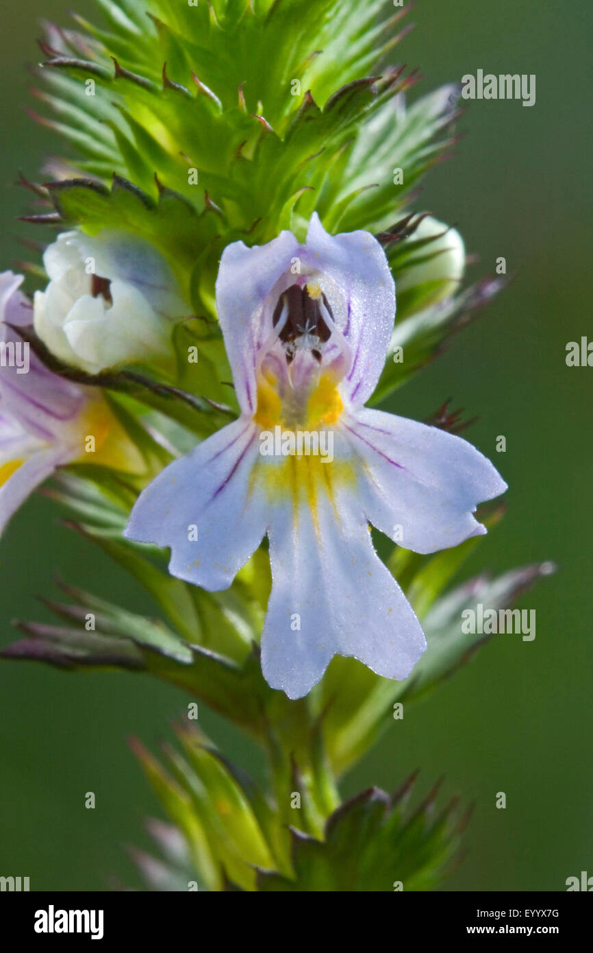 Eyebright (Euphrasia spec.), flower, Germany Stock Photo
