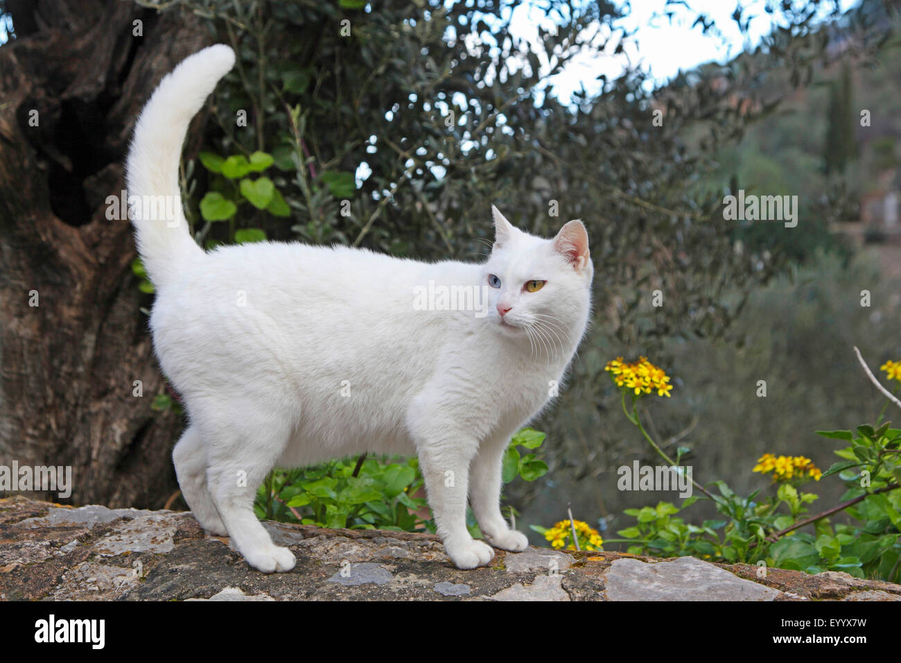 domestic cat, house cat (Felis silvestris f. catus), white-haired cat standing on a wall, Spain, Balearen, Majorca Stock Photo