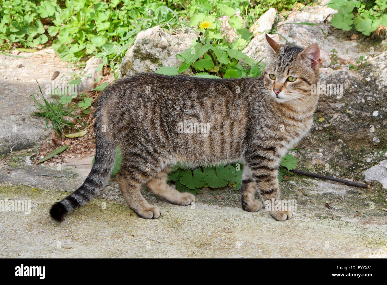 Striped hotsell house cat