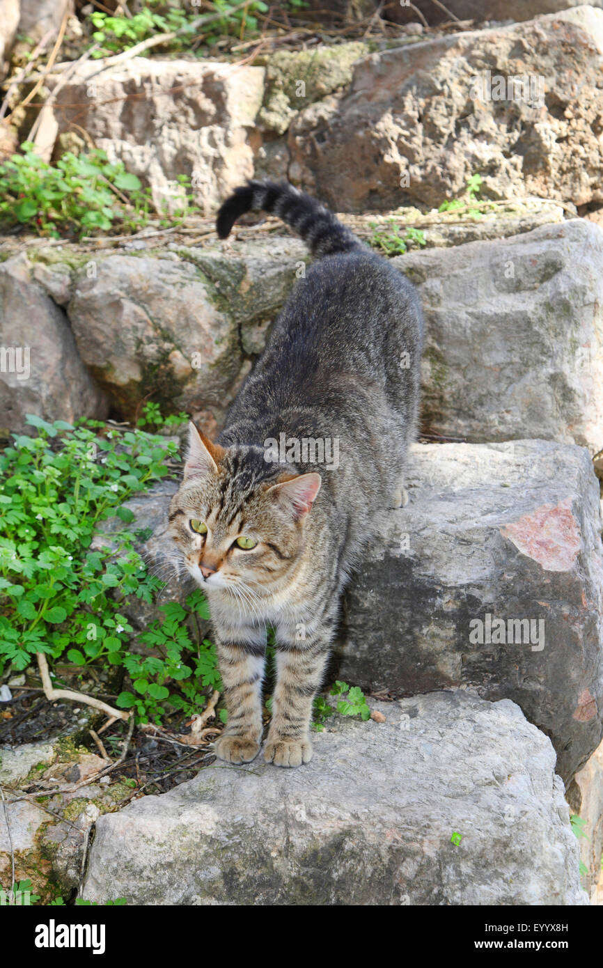 domestic cat, house cat (Felis silvestris f. catus), striped house cat standing downward on a stair, Spain, Balearen, Majorca Stock Photo
