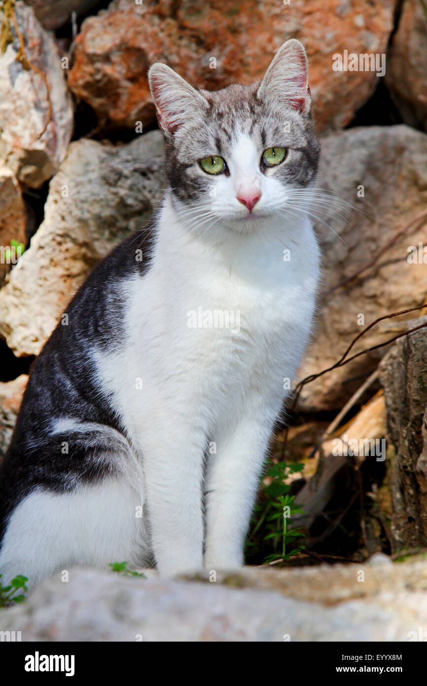 domestic cat, house cat (Felis silvestris f. catus), grey and white cat with green eyes sitting before a stone wall, Spain, Balearen, Majorca Stock Photo