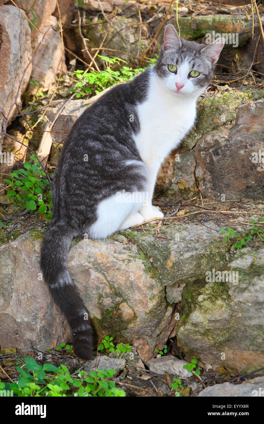 domestic cat, house cat (Felis silvestris f. catus), grey and white cat with green eyes sitting on a stair, Spain, Balearen, Majorca Stock Photo