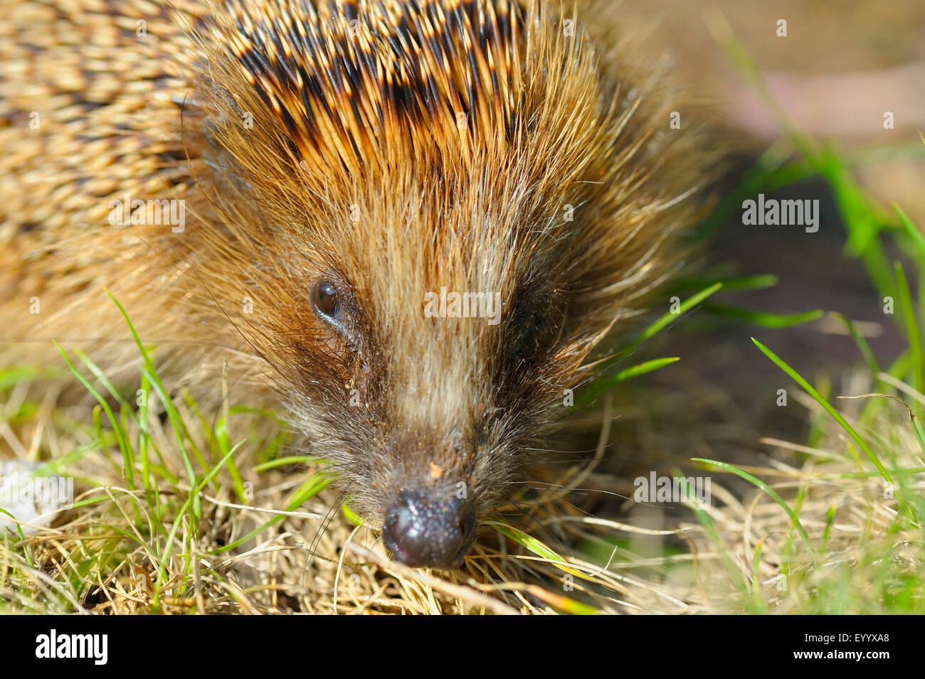 Western hedgehog, European hedgehog (Erinaceus europaeus), portrait, Germany, North Rhine-Westphalia Stock Photo