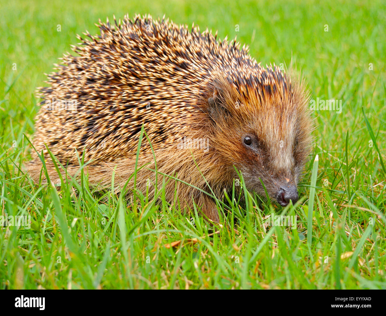 Western hedgehog, European hedgehog (Erinaceus europaeus), on the feed in a meadow, Germany, North Rhine-Westphalia Stock Photo