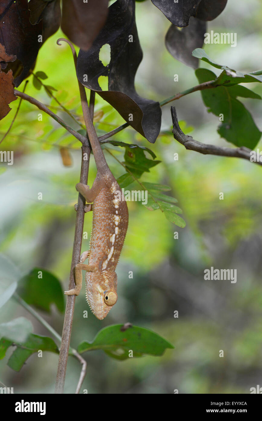 Panther chameleon (Furcifer pardalis, Chamaeleo pardalis), young Panther chamaeleon on a twig, Madagascar, Nosy Be, Lokobe Reserva Stock Photo