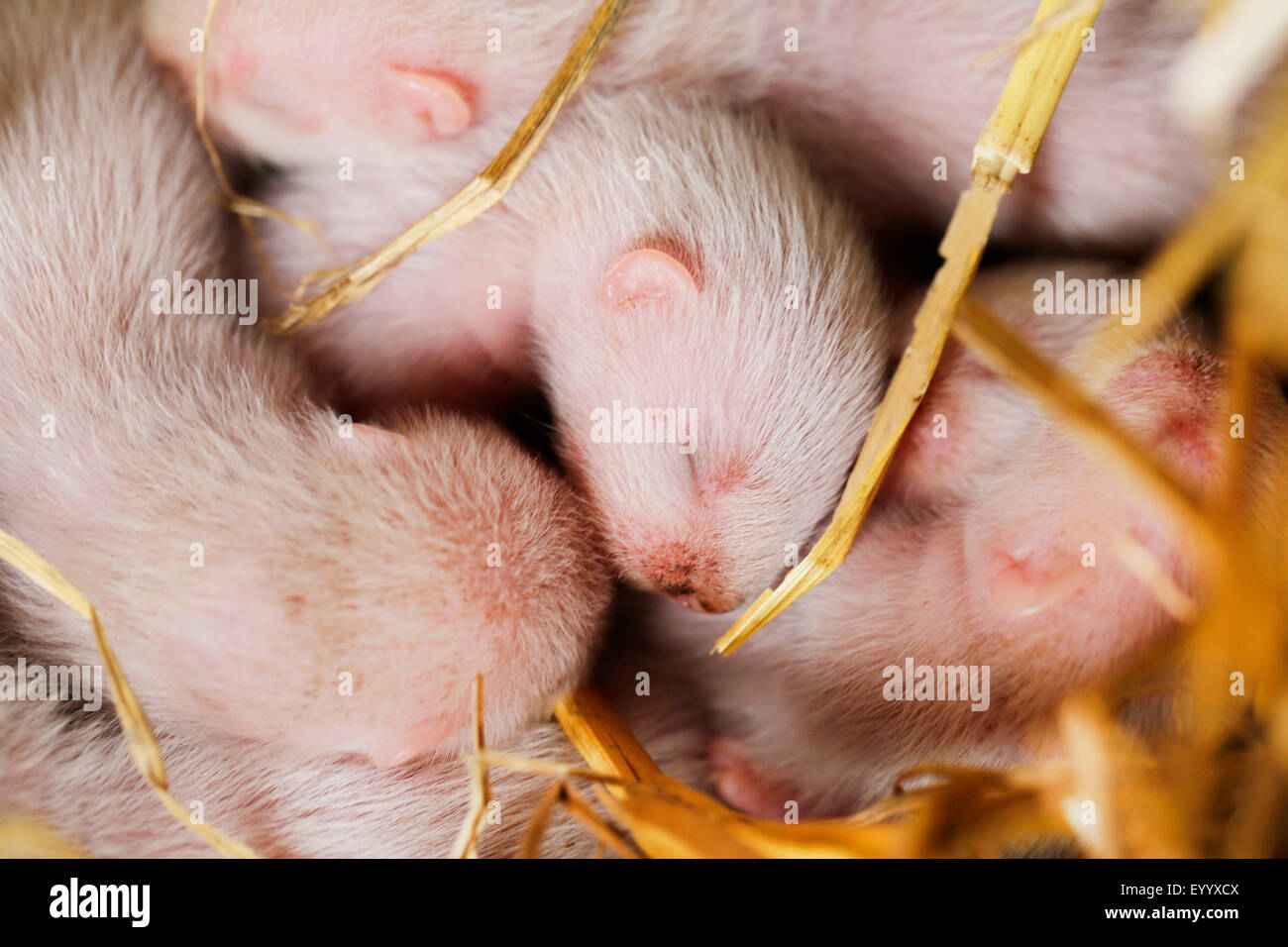 domestic polecat, domestic ferret (Mustela putorius f. furo, Mustela putorius furo), one week old animal babies lying together on straw and sleeping, Germany, Bavaria Stock Photo