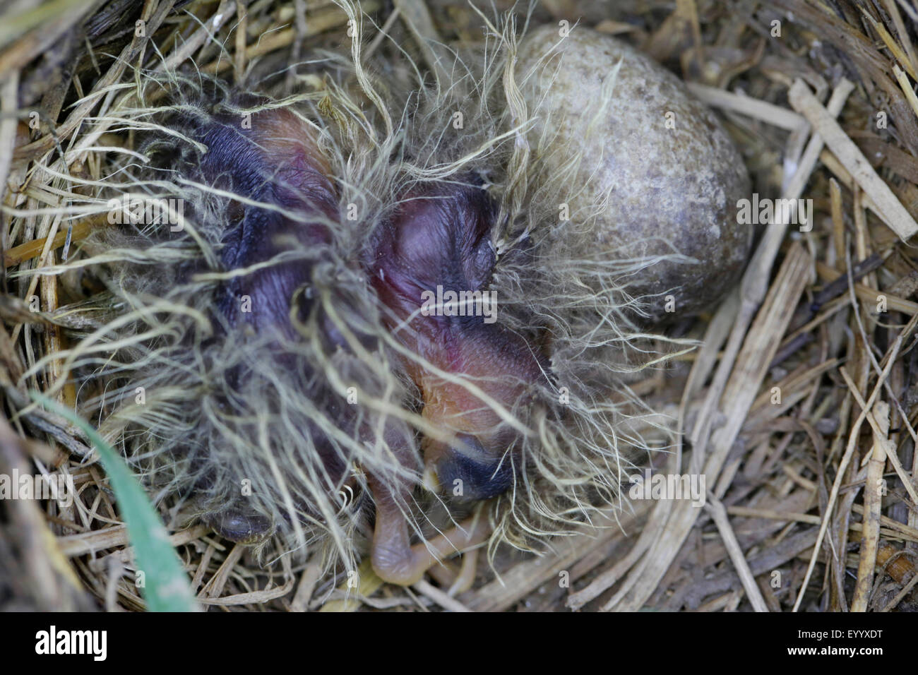 Eurasian sky lark (Alauda arvensis), egg and twi chicks in a nest, Germany, Bavaria, Oeberauer Schleife Stock Photo