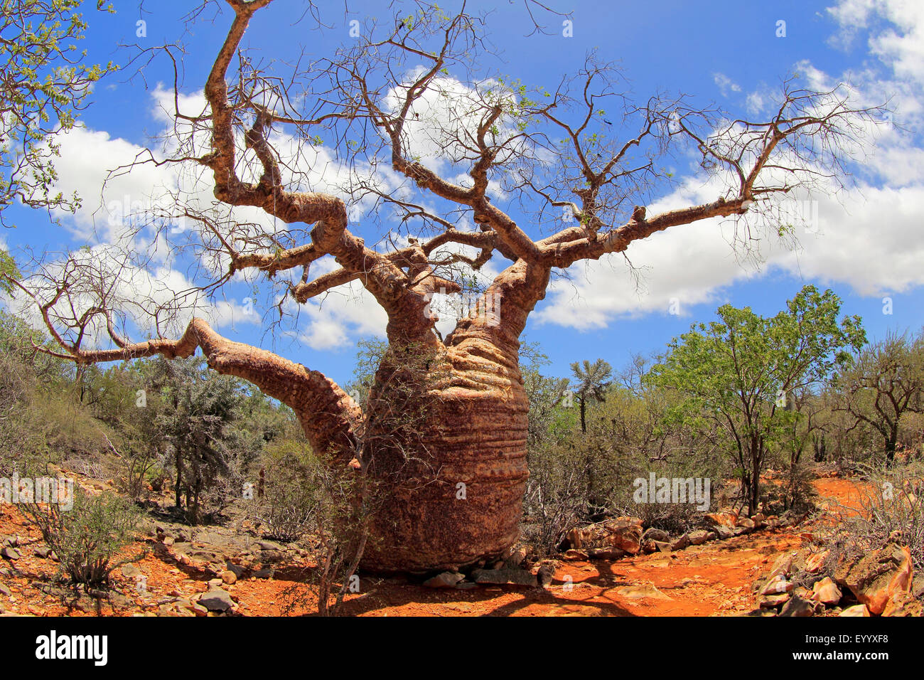 Bottle Baobab Tree Photography and Images Alamy