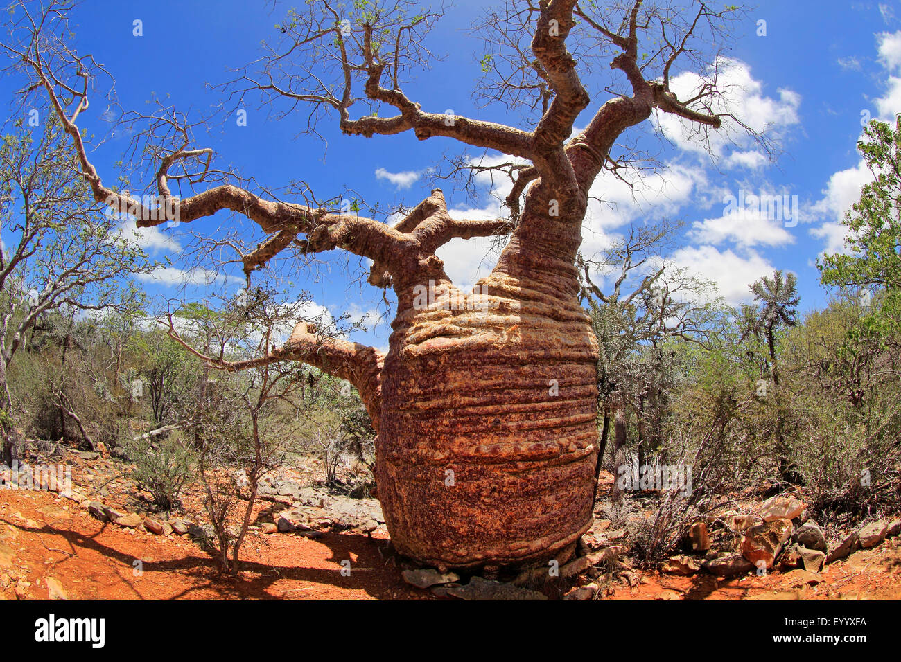 Bottle baobab (Adansonia rubrostipa), old tree with 30 feet perimeter in natural scrubland , Madagascar, Tsimanampetsotsa Park Stock Photo -