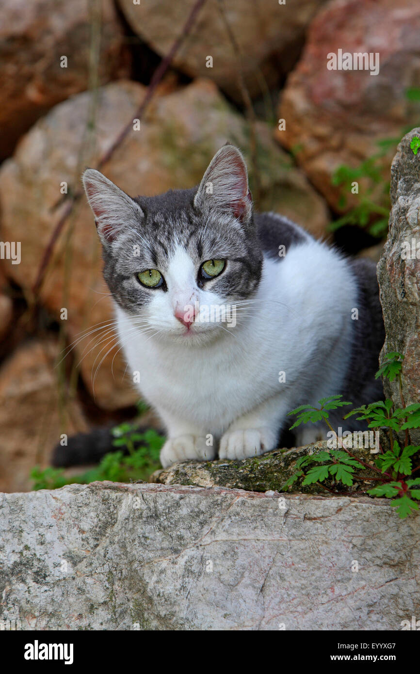 domestic cat, house cat (Felis silvestris f. catus), grey and white cat with green eyes lying before a stone wall, Spain, Balearen, Majorca Stock Photo