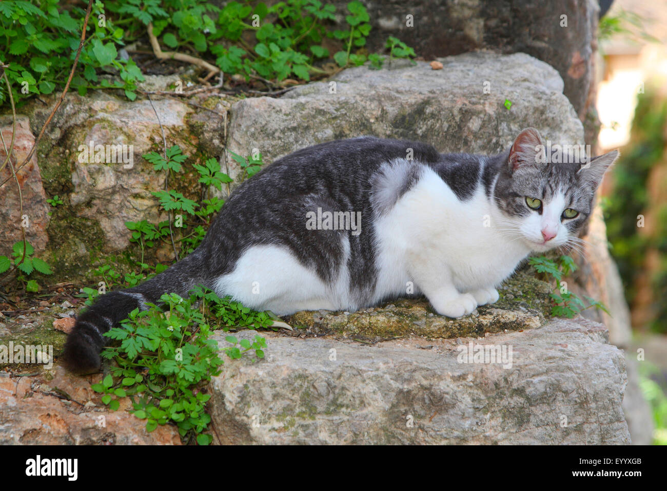 domestic cat, house cat (Felis silvestris f. catus), grey and white cat with green eyes lying on a stone wall, Spain, Balearen, Majorca Stock Photo