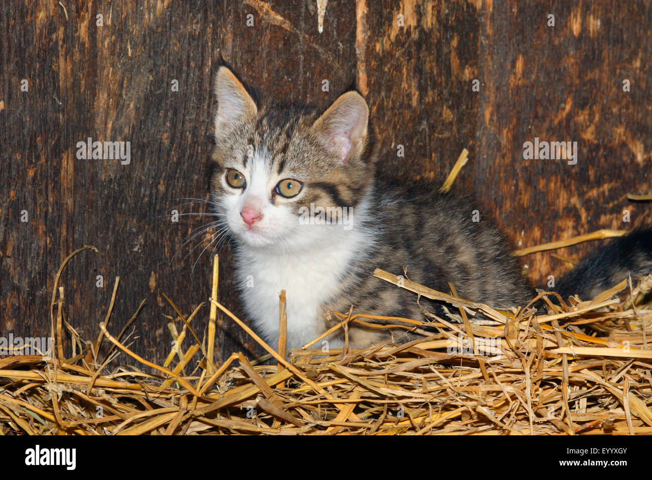 https://c8.alamy.com/comp/EYYXGY/domestic-cat-house-cat-felis-silvestris-f-catus-kitten-in-the-straw-EYYXGY.jpg