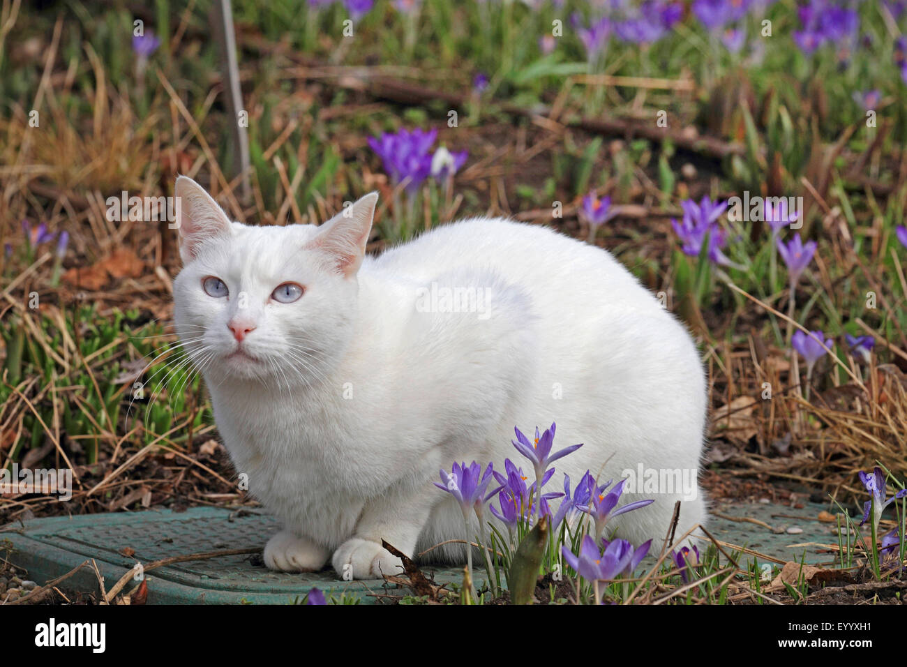White cat sales with purple eyes