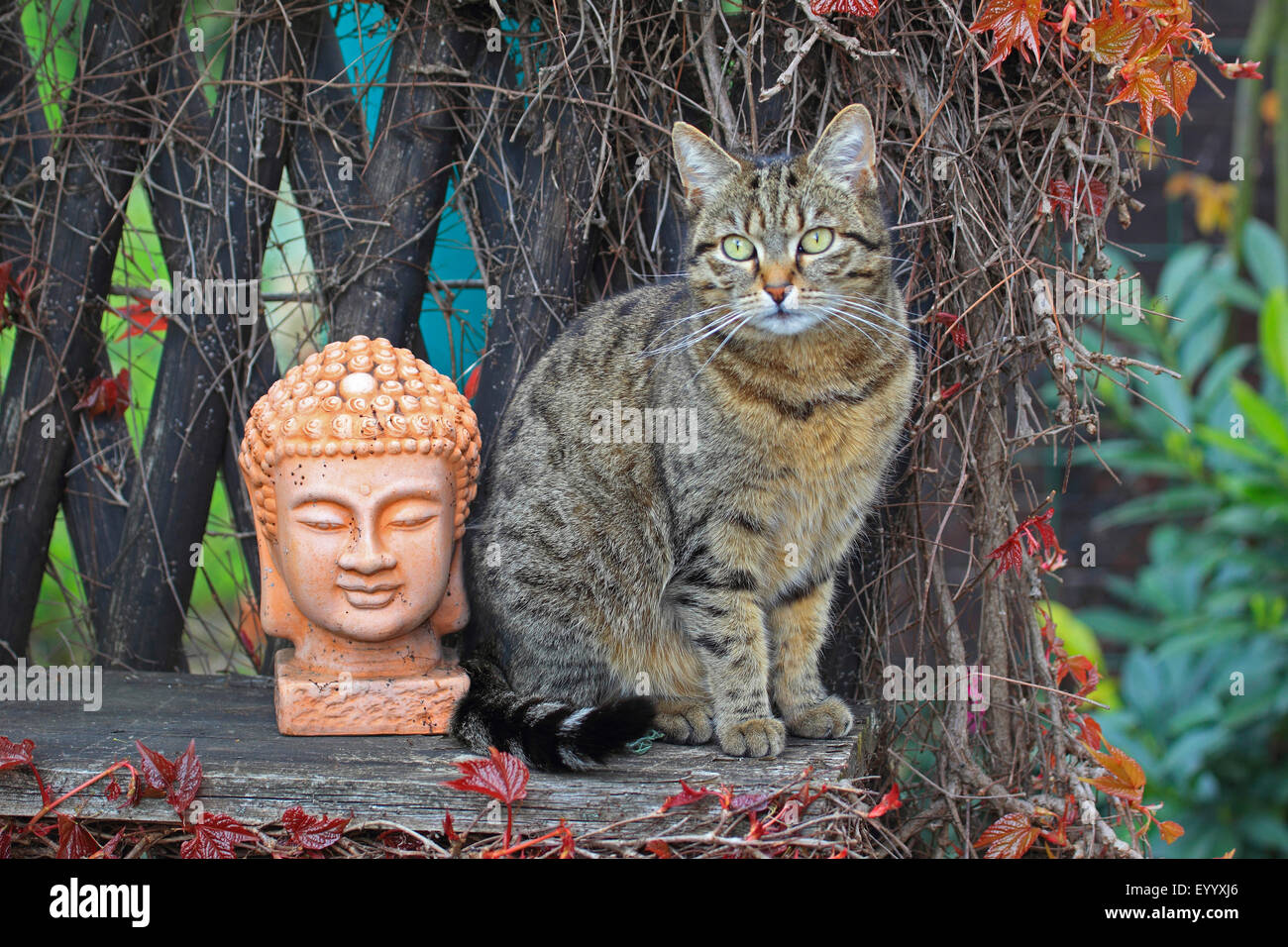 domestic cat, house cat (Felis silvestris f. catus), striped house cat sitting on a garden bench beside a garden sculpture, Germany Stock Photo