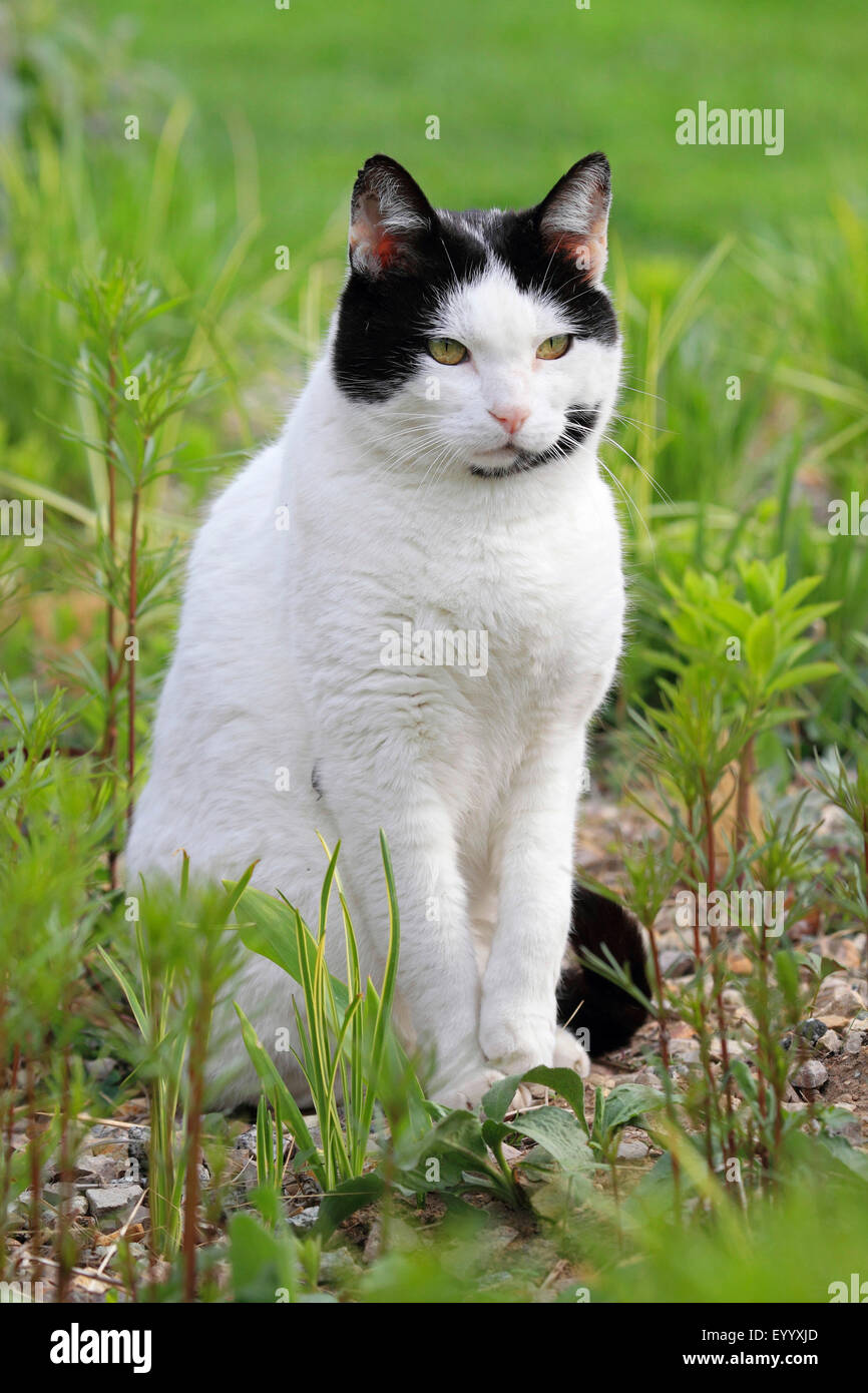 Domestic cat black and white spotted hi res stock photography and