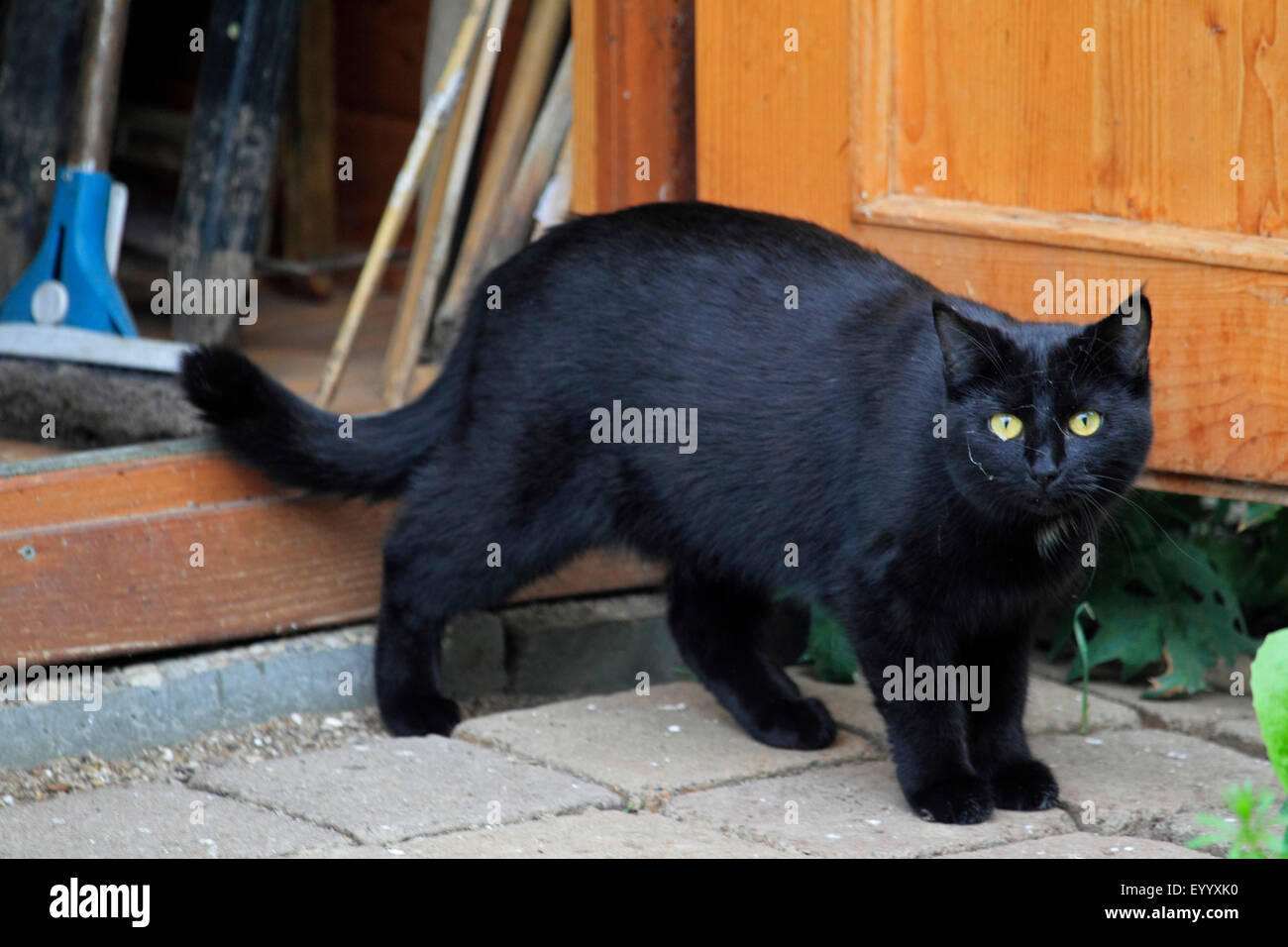 domestic cat, house cat (Felis silvestris f. catus), black cat at a