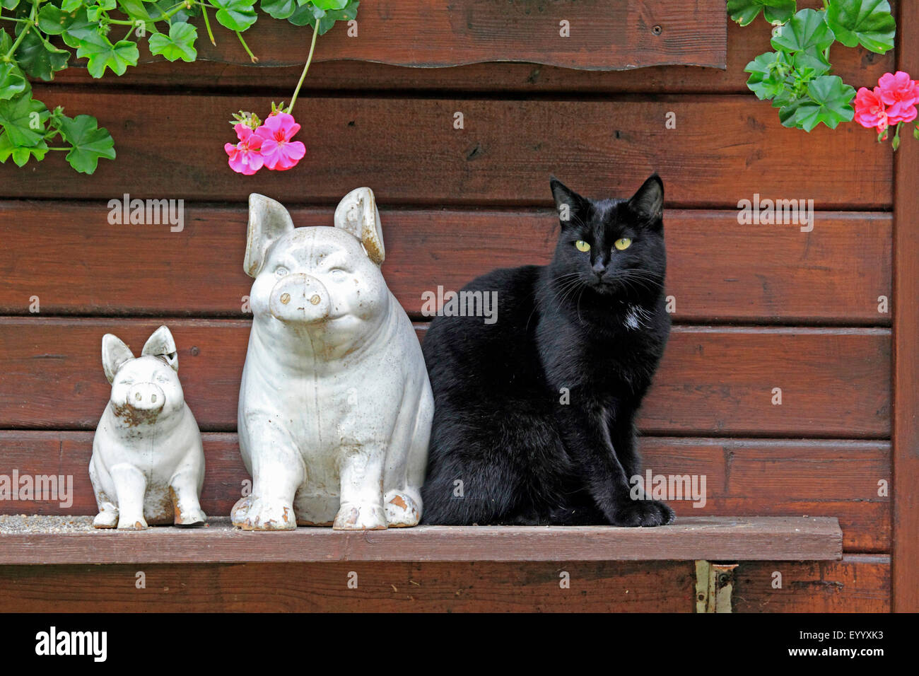 domestic cat, house cat (Felis silvestris f. catus), black cat with garden decoration at the garden house, Germany Stock Photo