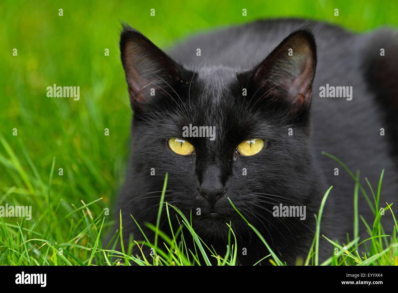 domestic cat, house cat (Felis silvestris f. catus), black cat lying in grass, Germany Stock Photo