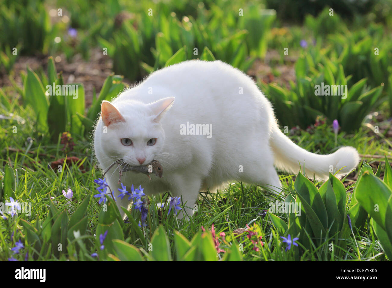 domestic cat, house cat (Felis silvestris f. catus), white cat in the garden with caught mouse in the mouth, Germany Stock Photo