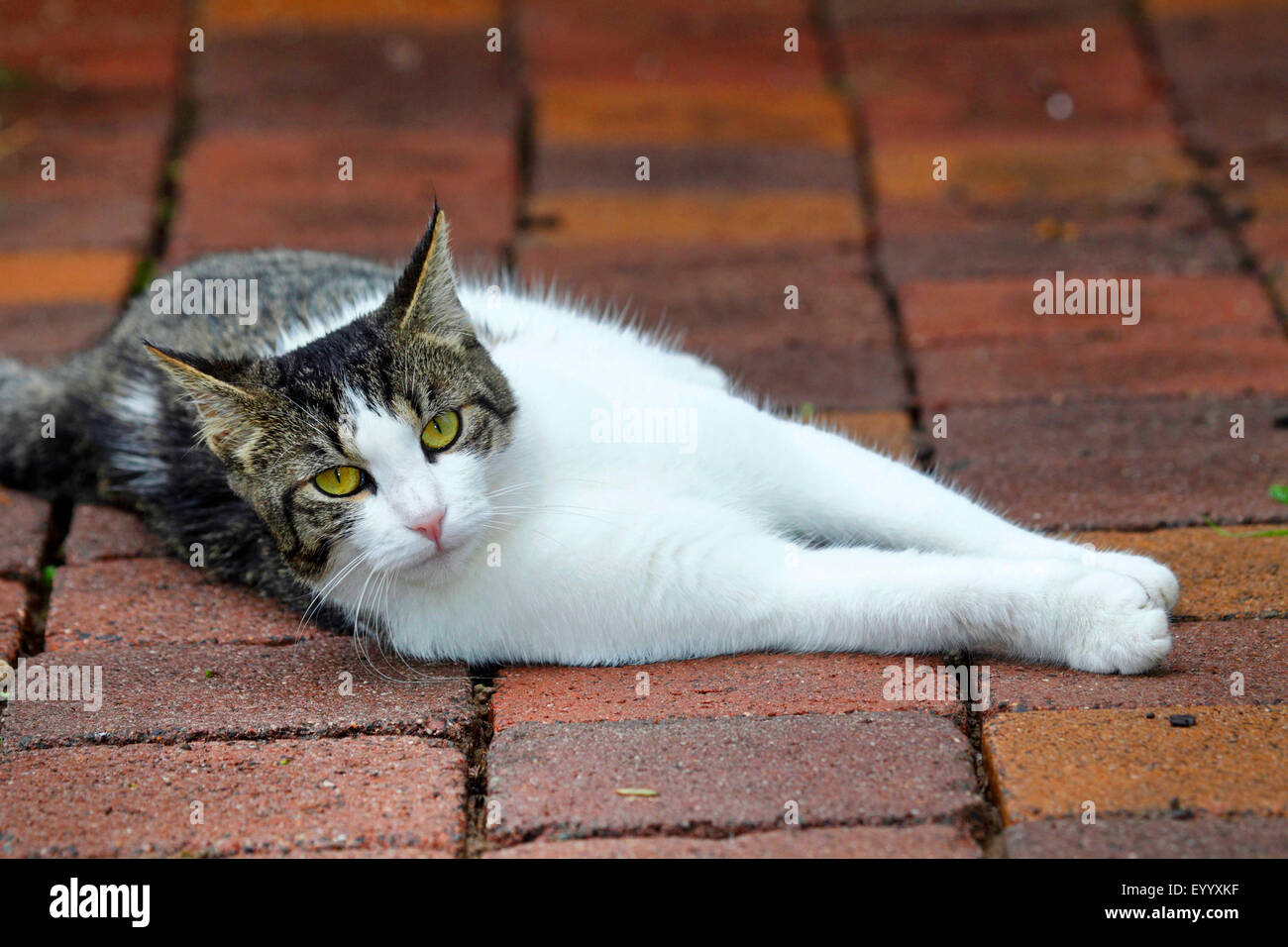 domestic cat, house cat (Felis silvestris f. catus), grey and white housecat lying on a garden path, Germany Stock Photo