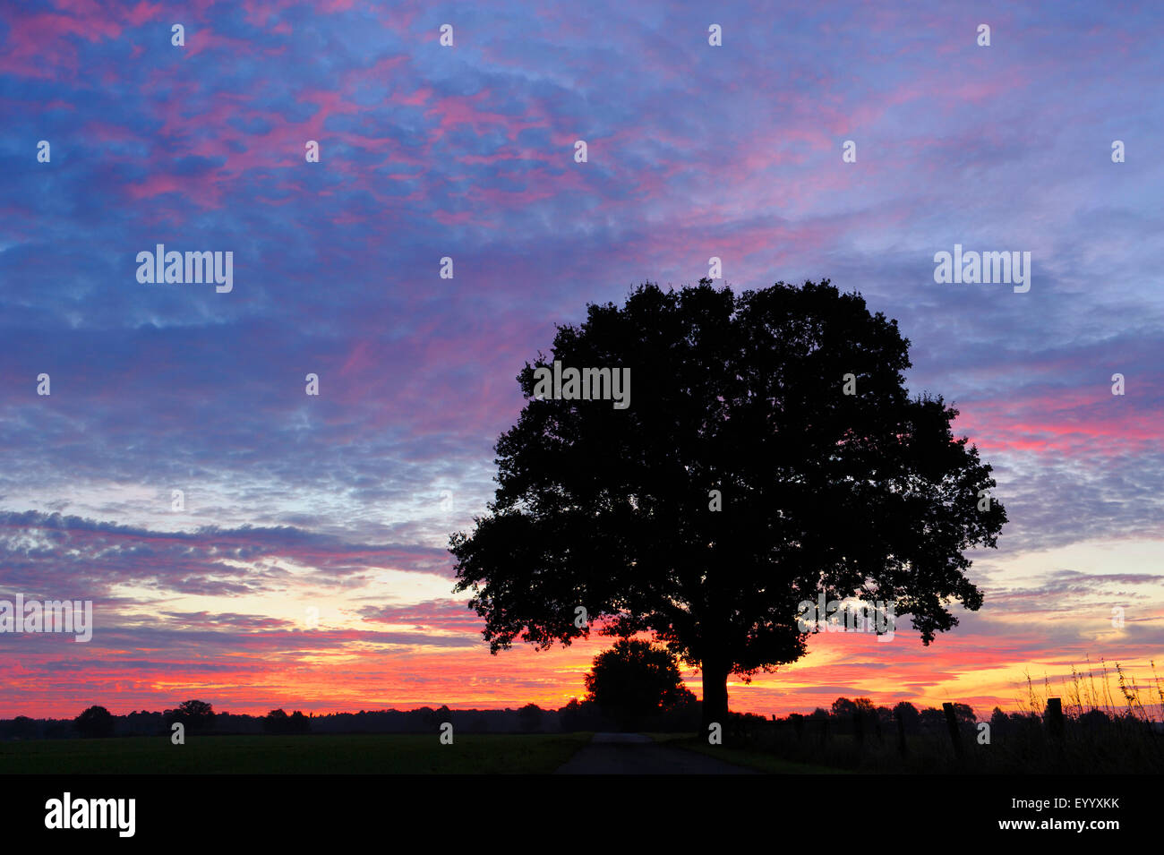 Quercus oak tree sunset silhouette hi-res stock photography and images ...