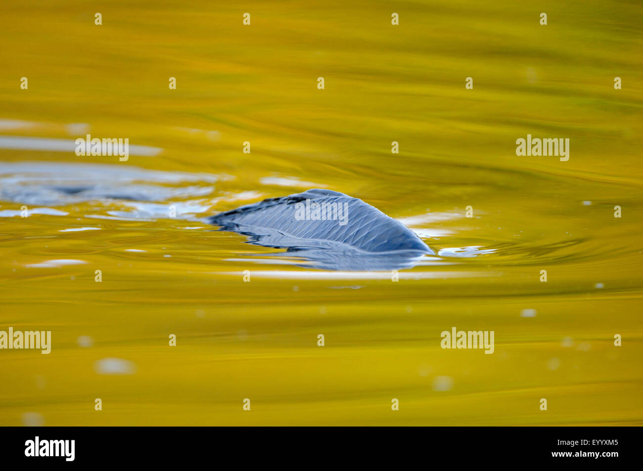 Carp on the surface of the water hi-res stock photography and images - Alamy