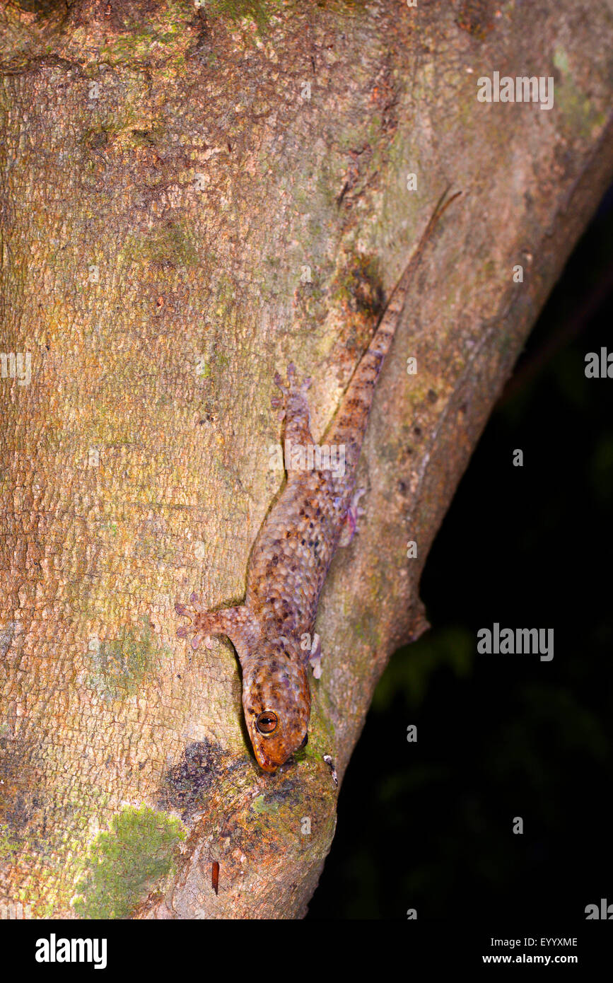 Largescaled geckos, Fishscale Gecko (Geckolepis spec.), at a tree trunk, Madagascar, Nosy Be