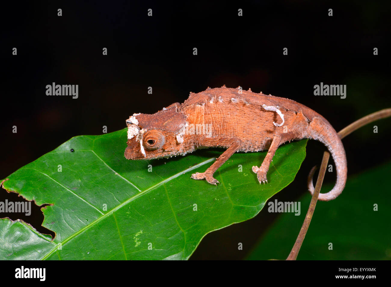 Plated leaf chameleon (Brookesia stumpfii), skinning, Madagascar, Nosy Be, Lokobe Reserva Stock Photo