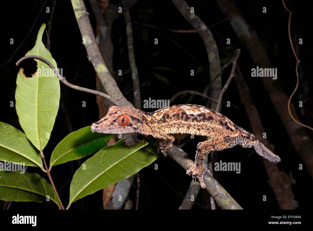 Henkels leaf tailed gecko uroplatus henkeli hires stock photography and images Alamy