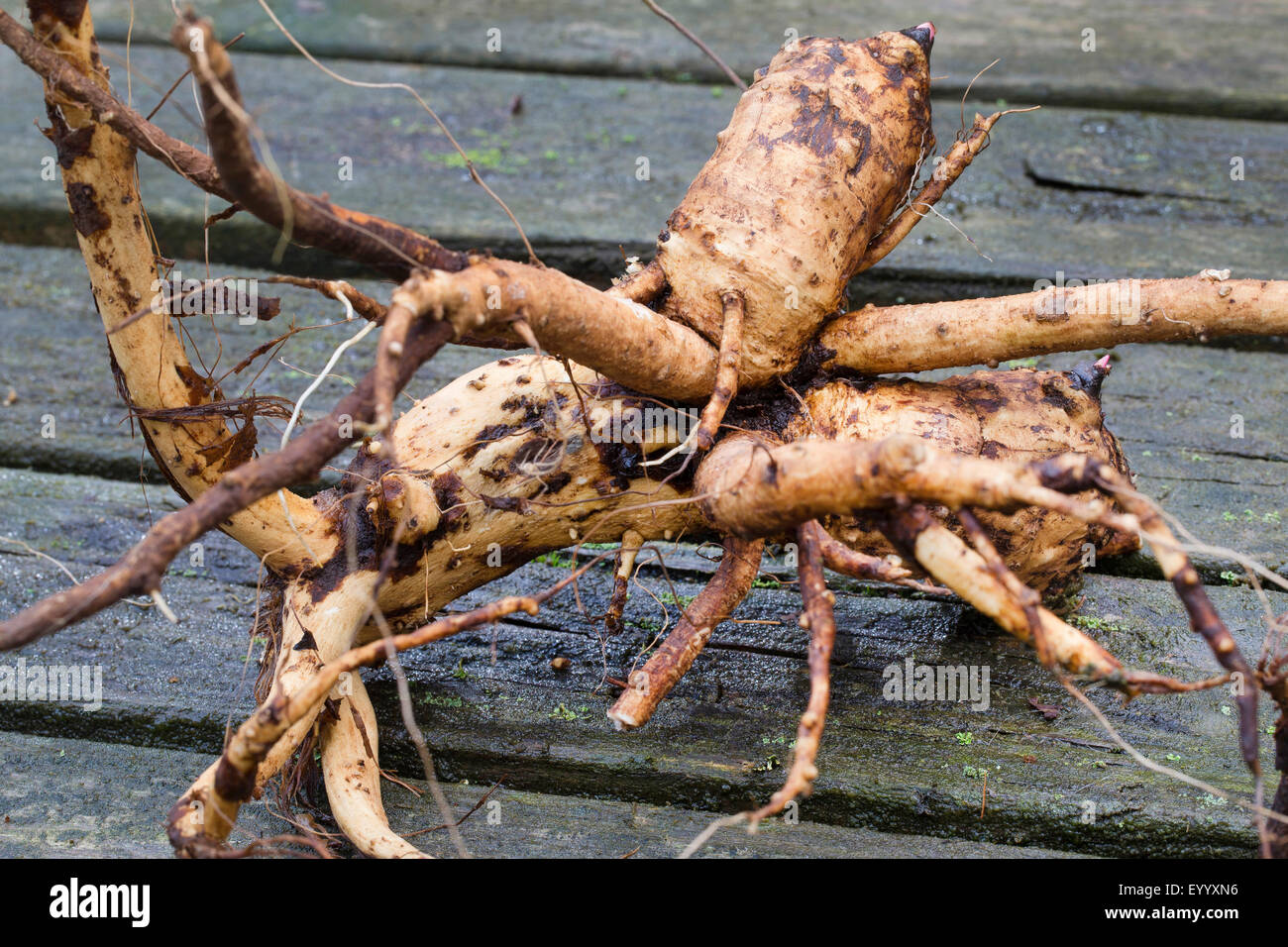 elecampane flower (Inula helenium), root, Germany Stock Photo