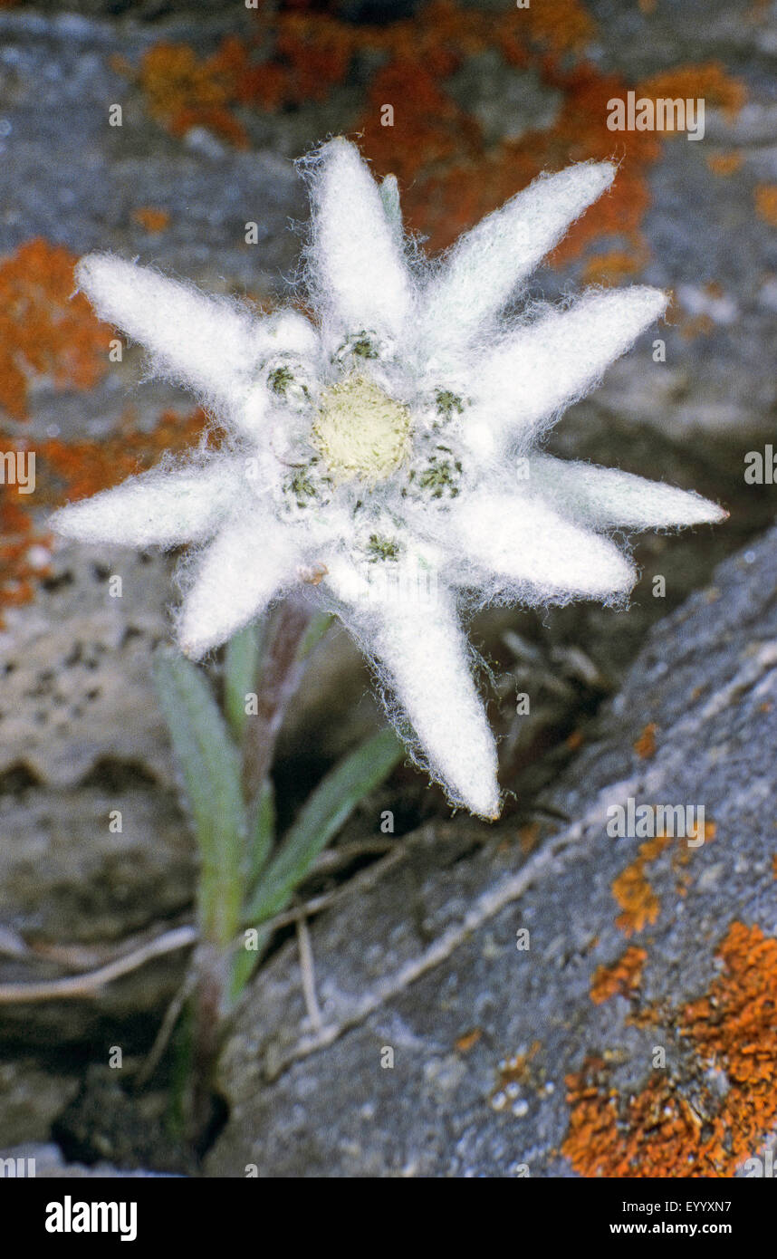 Edelweiss (Leontopodium alpinum, Leontopodium nivale), inflorescence, Germany Stock Photo