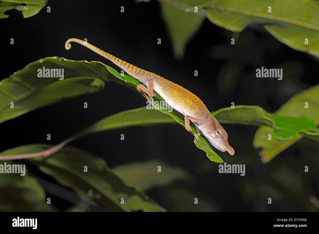 Blue-nosed Chameleon (Calumma boettgeri), male, Madagascar, Nosy Be, Lokobe Reserva Stock Photo