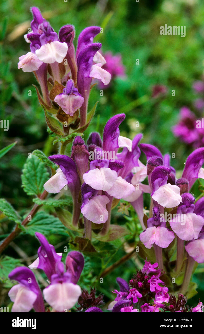 Alpine skullcap (Scutellaria alpina), blooming, Germany Stock Photo