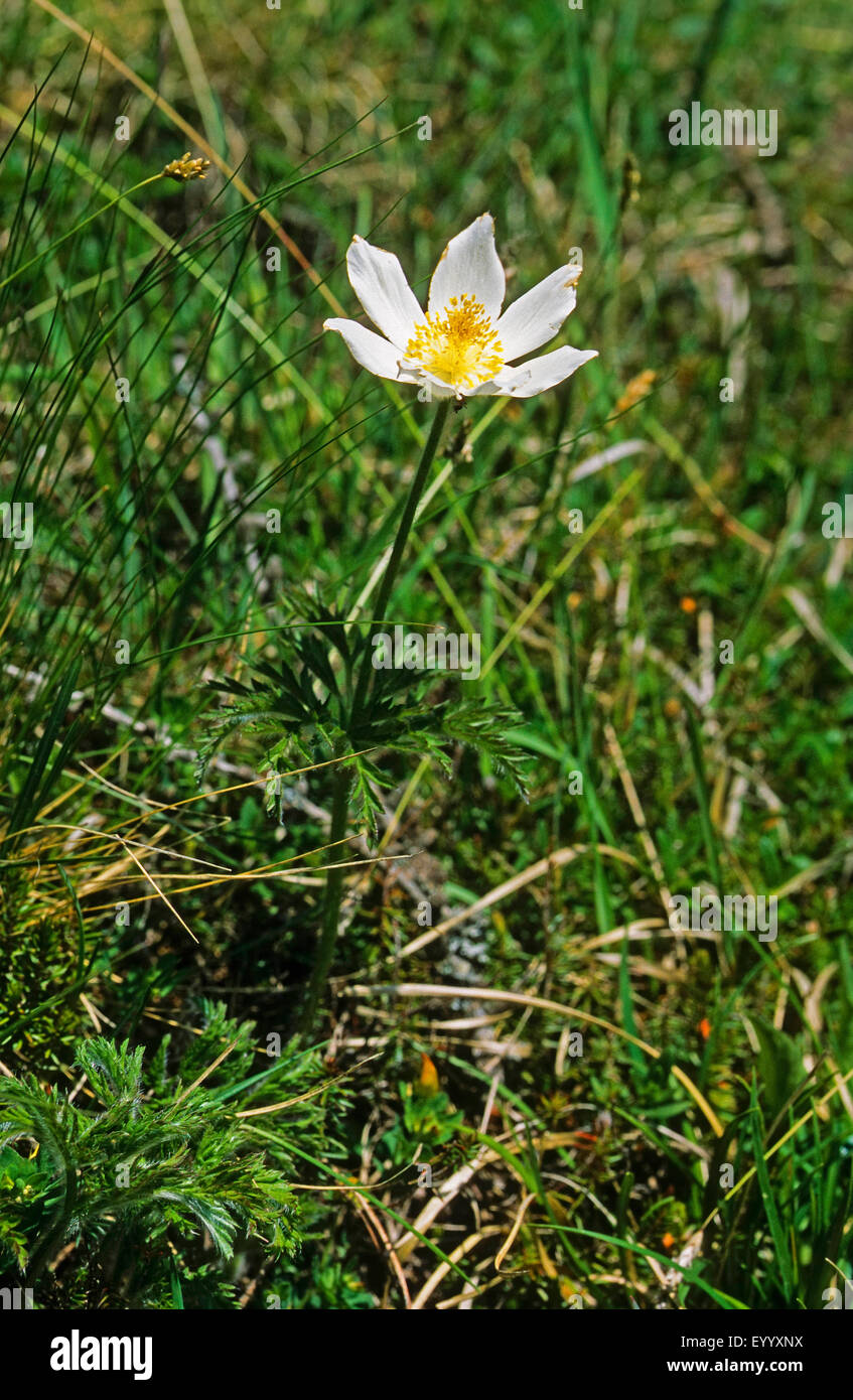 Alpine anemone (Pulsatilla alpina), blooming, Germany Stock Photo