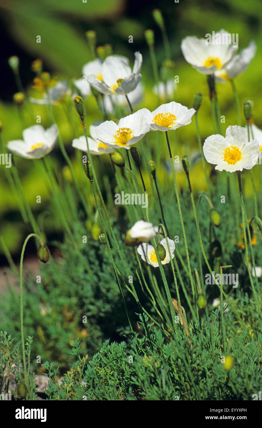 alpine poppy (Papaver alpinum), blooming, Germany Stock Photo