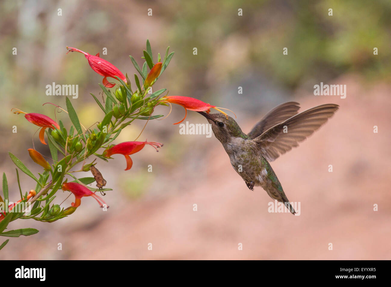 hummingbird (Trochilidae), drinks nectar from a flower, USA, Arizona, Boyce Thompson Arboretum Stock Photo
