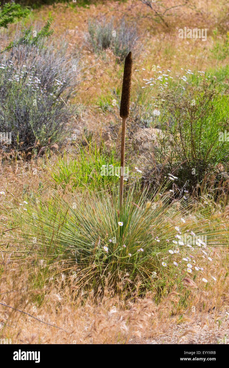 Grass tree (Xanthorrhoea quadrangulata), with inflorescence, USA, Arizona, Boyce Thompson Arboretum Stock Photo