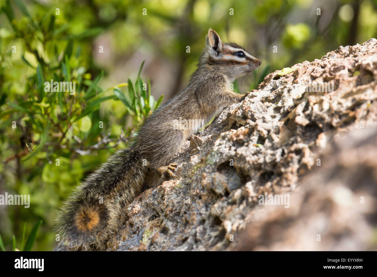 Cliff chipmunk (Tamias dorsalis), climbs on rocks, USA, Arizona, Boyce Thompson Arboretum Stock Photo