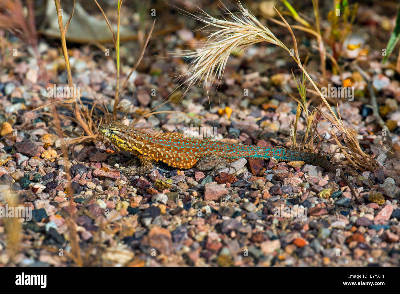 sagebrush lizard (Sceloporus graciosus), male sunbathing, USA, Arizona, Boyce Thompson Arboretum Stock Photo