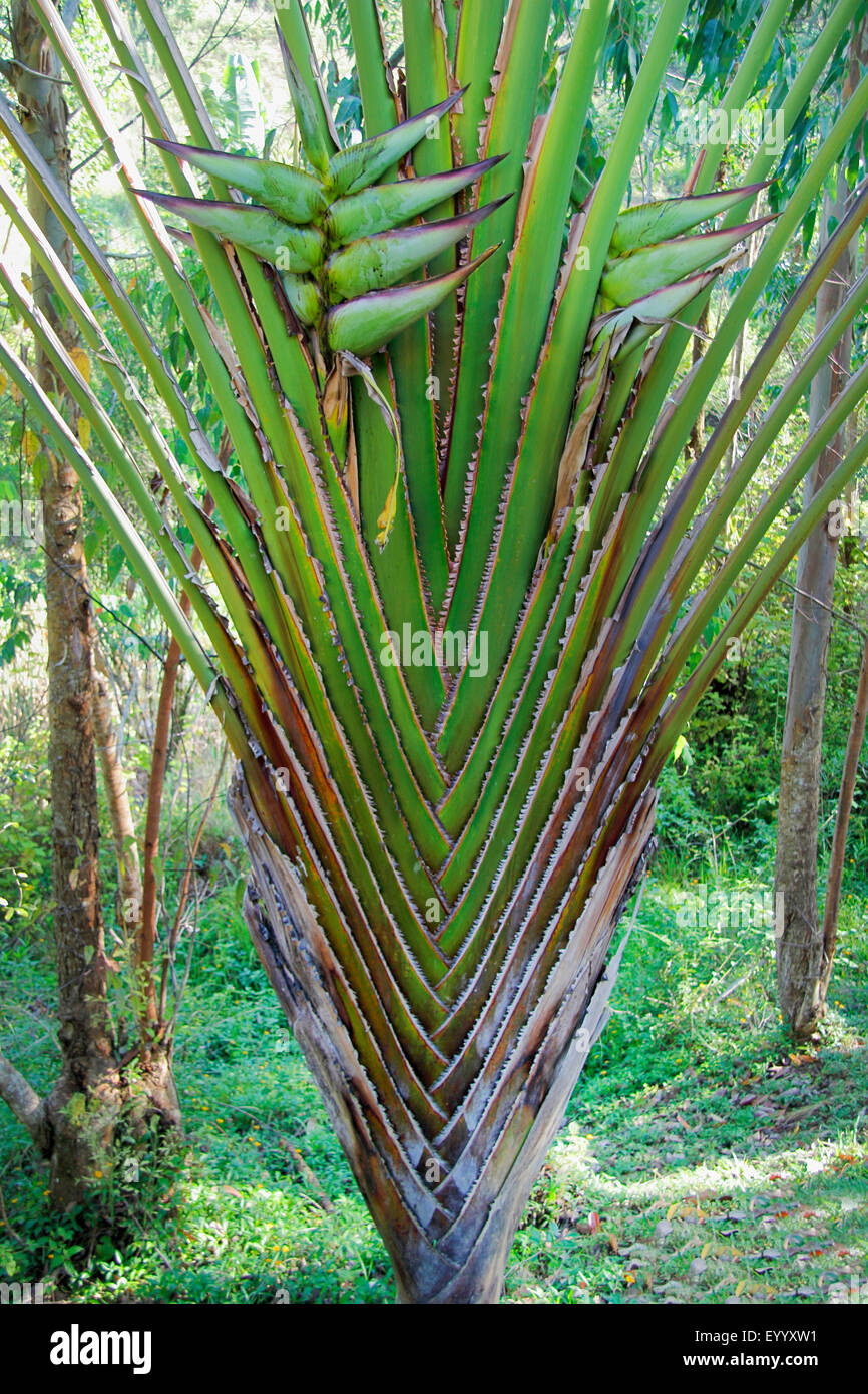 Fan Shaped Plants High Resolution Stock Photography and Images Alamy