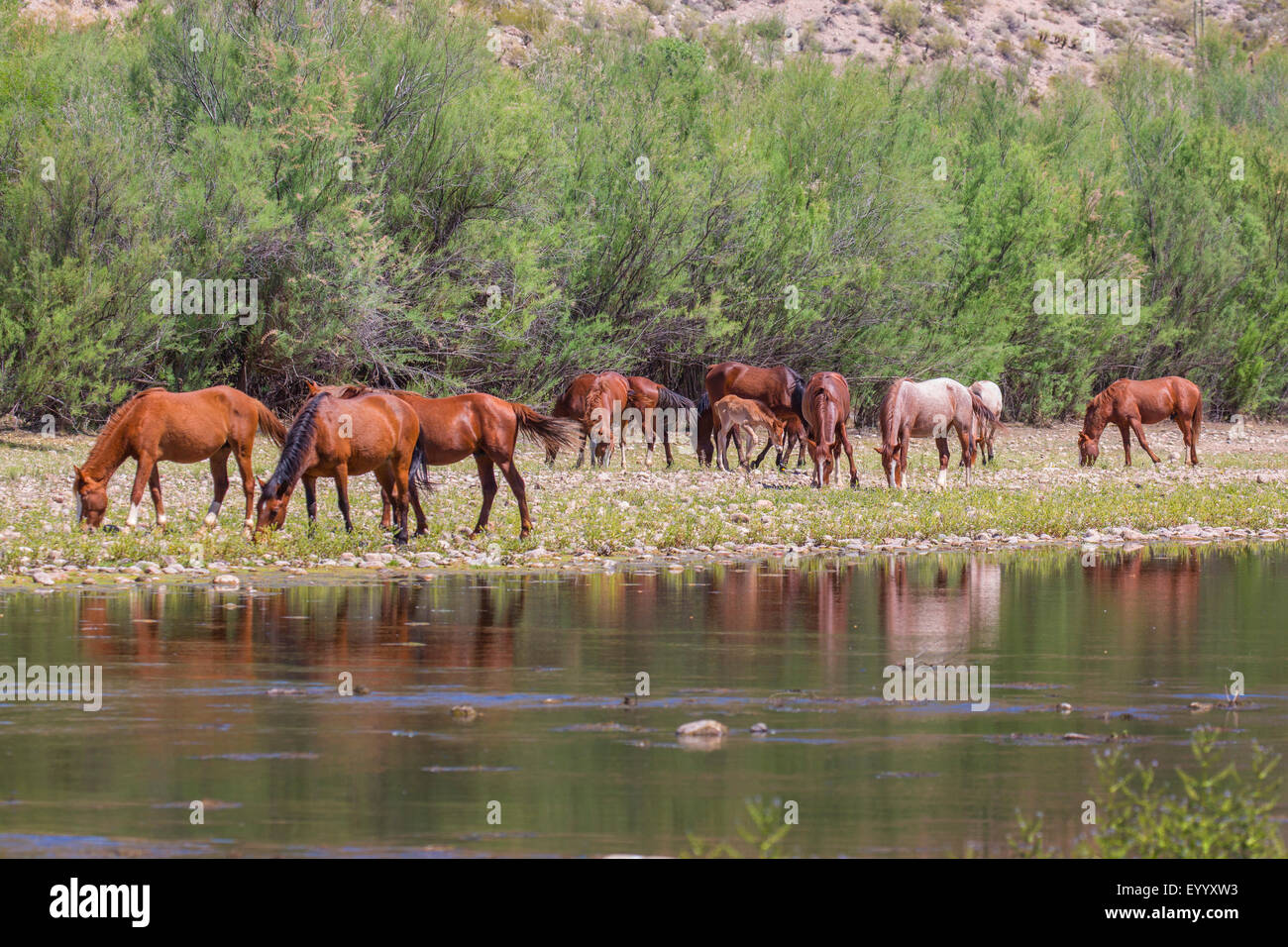 domestic horse (Equus przewalskii f. caballus), feral horses grazing at river shore, USA, Arizona, Salt River Stock Photo