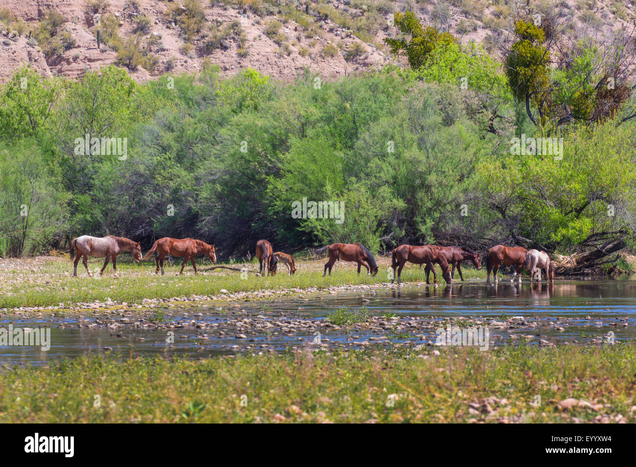 domestic horse (Equus przewalskii f. caballus), feral horses grazing at river shore and drink, USA, Arizona, Salt River Stock Photo