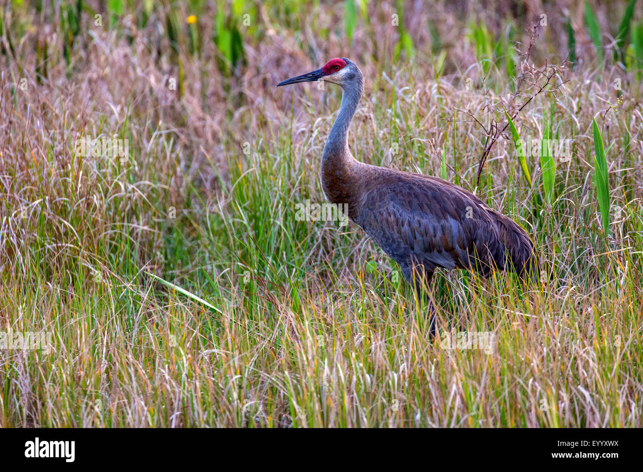 sandhill crane (Grus canadensis), in high grass at river shore, USA, Florida, Kissimmee Stock Photo