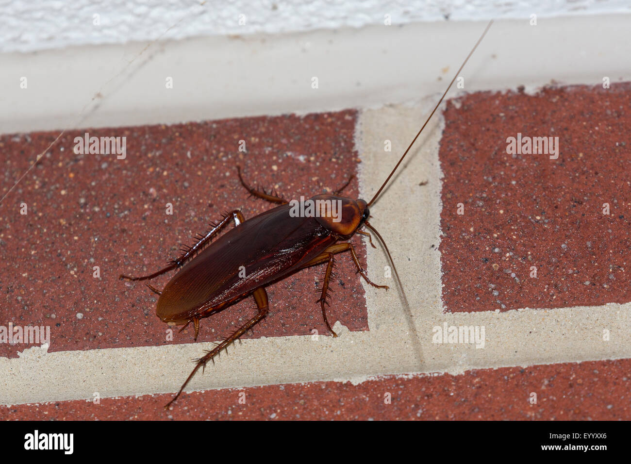 American cockroach (Periplaneta americana), at a cladding, USA, Florida, Kissimmee Stock Photo