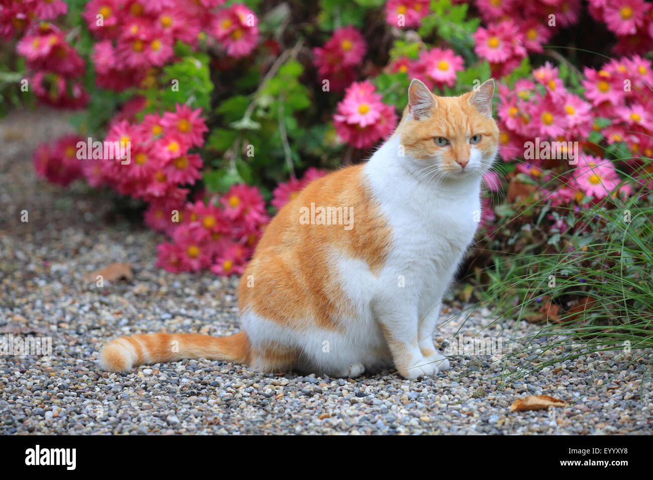 domestic cat, house cat (Felis silvestris f. catus), red and white spotted cat sitting in the garden in front of a blooming perennial herb, Germany Stock Photo