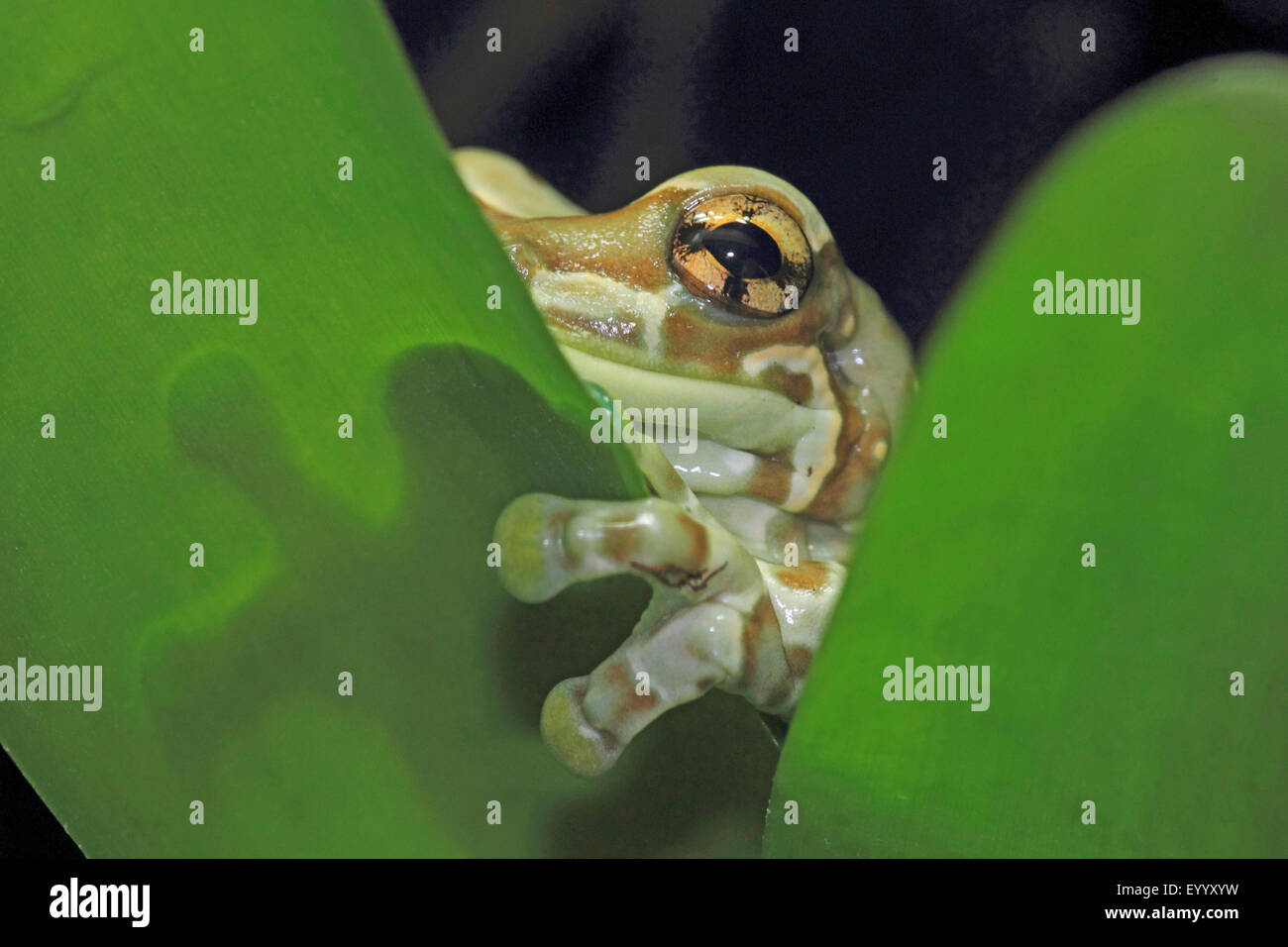 Amazonian canopy frog, Blue milk frog (Phrynohyas resinifictrix