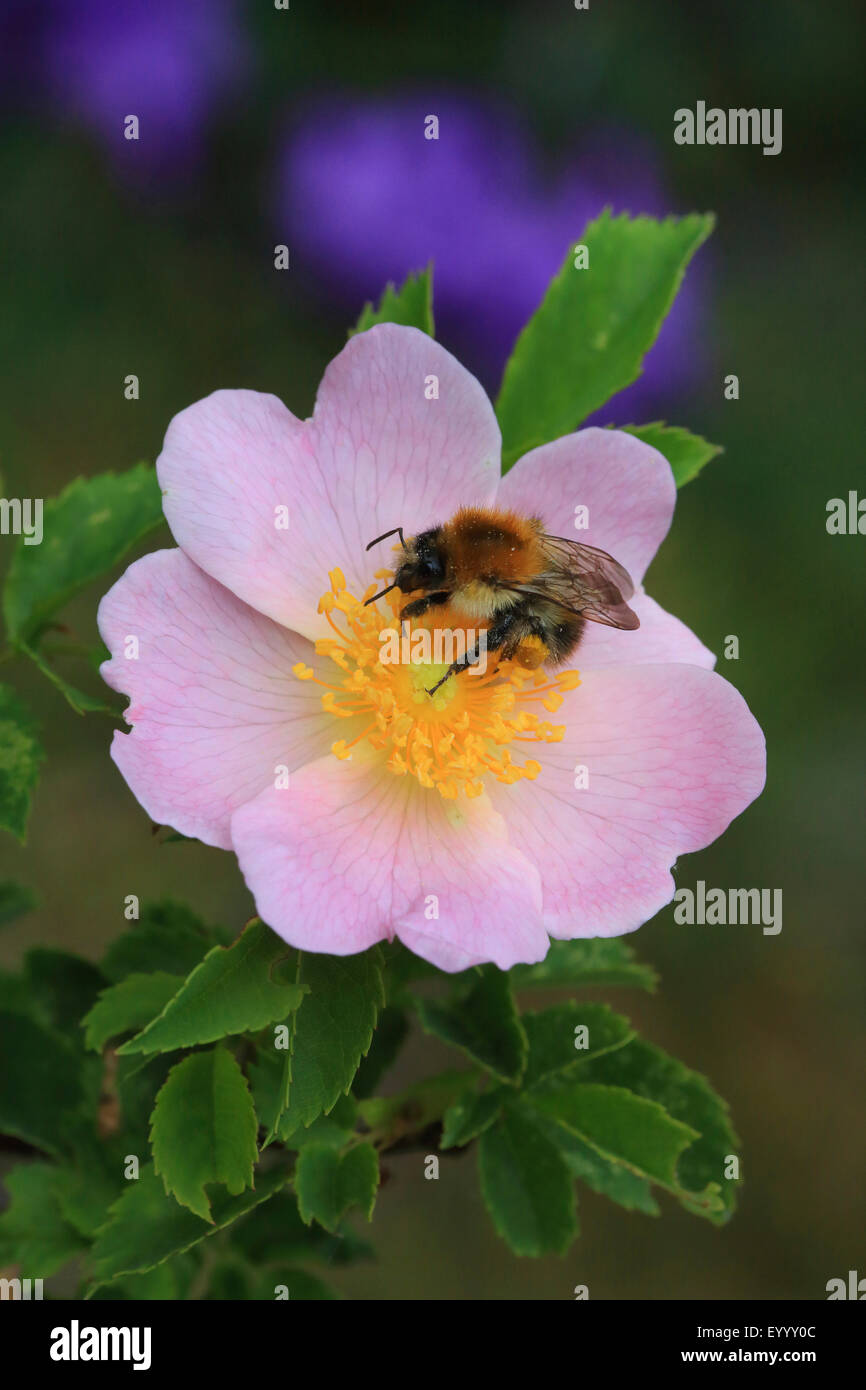 dog rose (Rosa canina), flower with honey bee, Germany Stock Photo